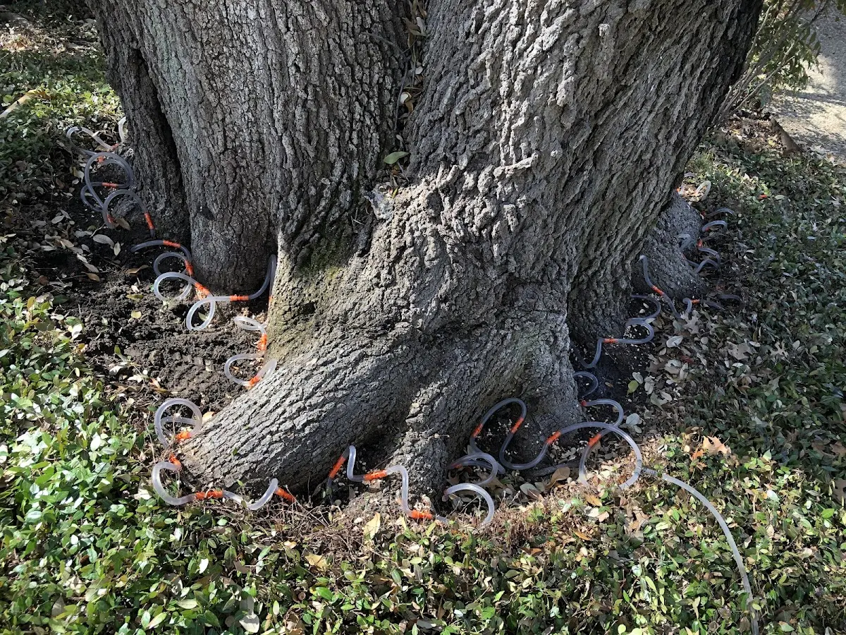 Detailed Tree Cabling and Bracing job site in Hopewell Junction